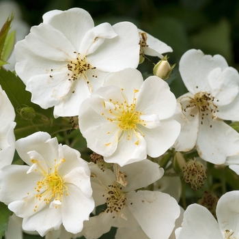 Rosa 'Darlow's Enigma' 