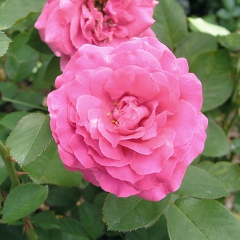 Rosa 'The Countryman' 