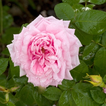 Rosa 'Comte de Chambord'