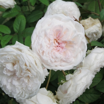 Rosa 'Clotilde Soupert'