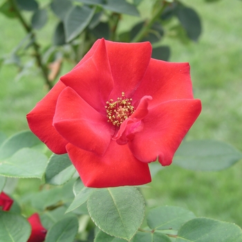 Rosa 'Altissimo®' Delmur