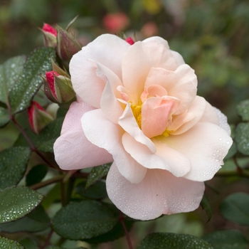 Rosa 'Claire Matin'