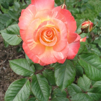 Rosa 'Chihuly' 