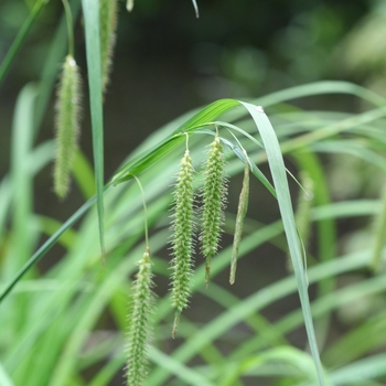 Carex crinita