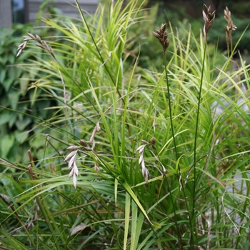 Carex muskingumensis 