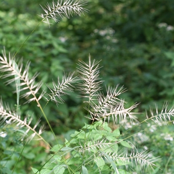 Eleocharis quadrangulata 