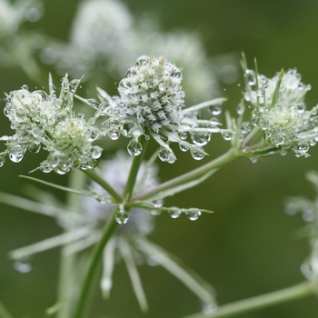 Eryngium aquaticum 