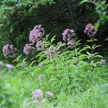 Eupatorium fistulosum