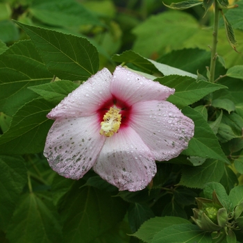 Hibiscus moscheutos