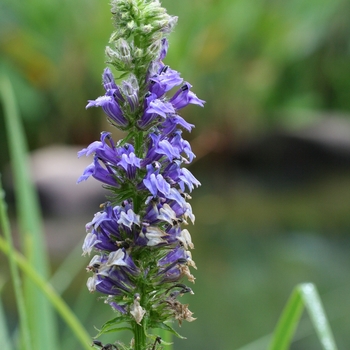 Lobelia syphilitica 