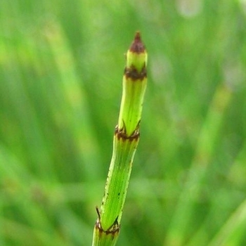 Equisetum hyemale 