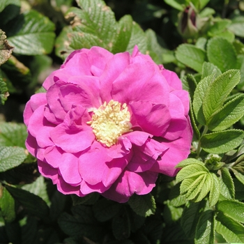 Rosa 'Charles Albanel'