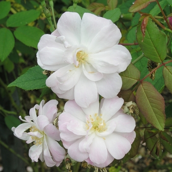 Rosa 'Champney's Pink Cluster' 