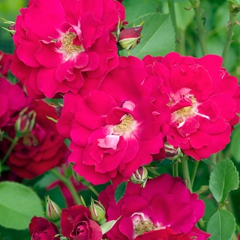 Rosa 'Champlain'