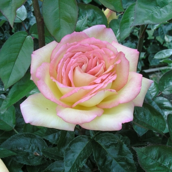 Rosa 'Centennial Star' 