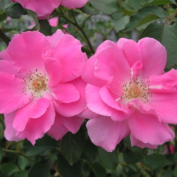 Rosa 'Carefree Beauty' Bucbi