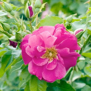 Rosa rugosa 'Captain Samuel Holland' 