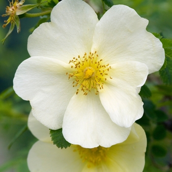 Rosa 'Cantabrigiensis' 