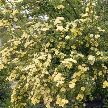 Rosa xanthina 'Canary Bird'