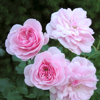 Rosa 'Bonica®'