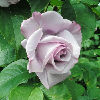 Rosa 'Blue Nile'