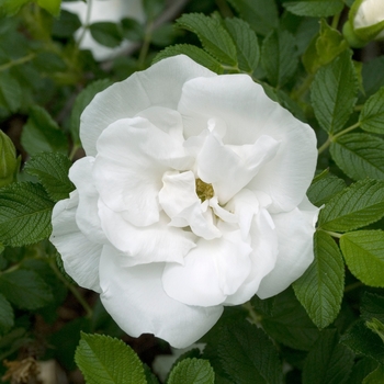 Rosa 'Blanc Double De Coubert' 
