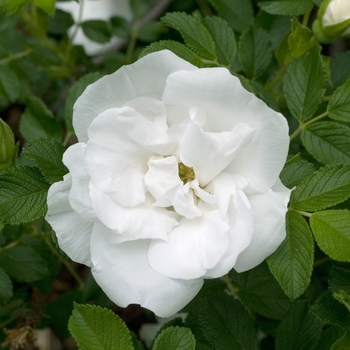 Rosa 'Blanc Double De Coubert'