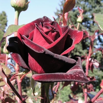 Rosa 'Black Magic'