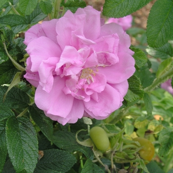 Rosa 'Belle Poitevine' 