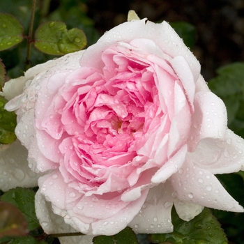 Rosa 'Belle Isis'