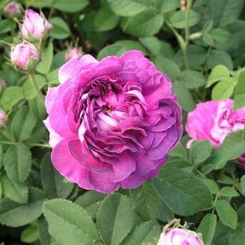 Rosa 'Belle de Crecy'