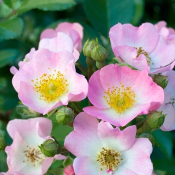 Rosa 'BAIpome' PP16602