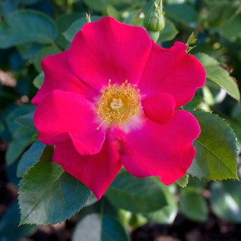 Rosa 'BAIeye' BAIeye