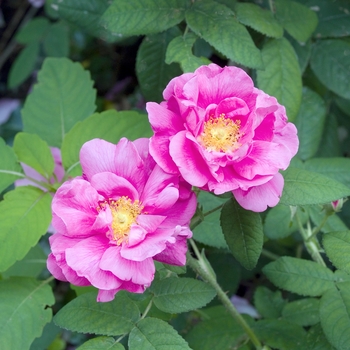 Rosa gallica officinalis