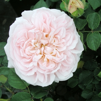 Rosa 'Ambridge' AUSwonder