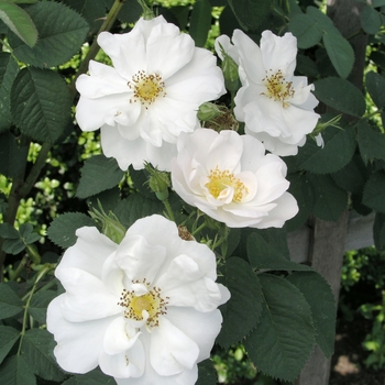 Rosa alba 'Semi Plena'