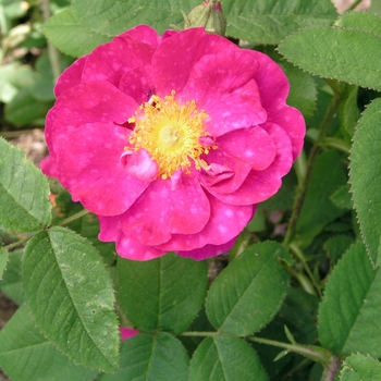 Rosa 'Alain Blanchard' 