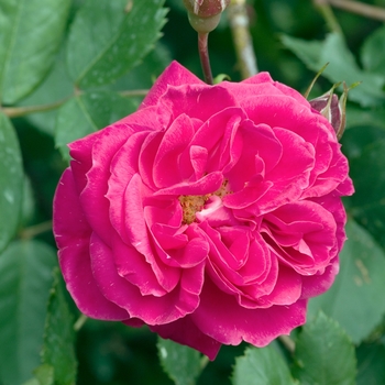 Rosa 'Alexander Mackenzie' 