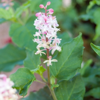Rivina humilis '' (019832)