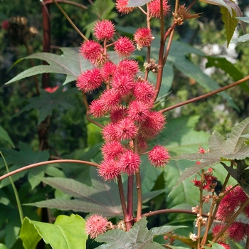 Ricinus communis 'Carmecita' 