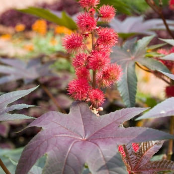 Ricinus communis 'Carmecita'