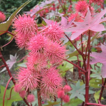 Ricinus communis 