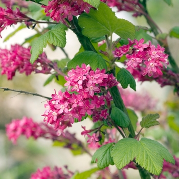 Ribes sanguineum 