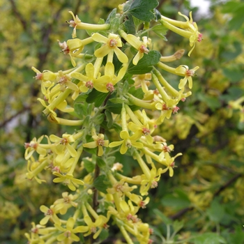 Ribes odoratum 