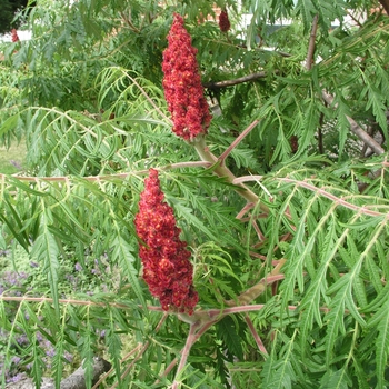 Rhus typhina 'Laciniata'