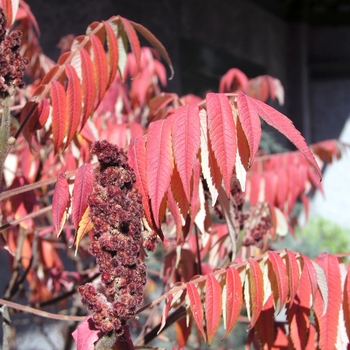 Rhus typhina '' (019845)