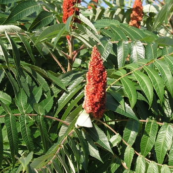 Rhus typhina