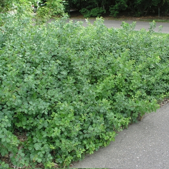 Rhus aromatica 'Gro-Low' 