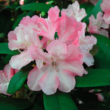 Rhododendron 'Yaku Prince' 