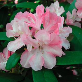 Rhododendron 'Yaku Prince'